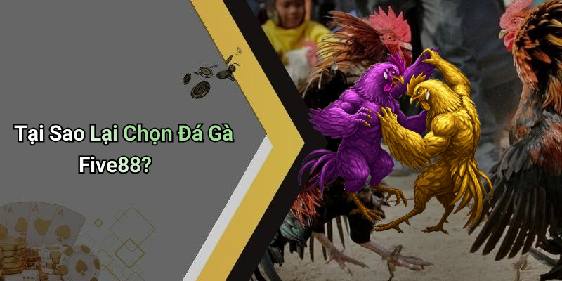 Tại Sao Lại Chọn Đá Gà Five88?