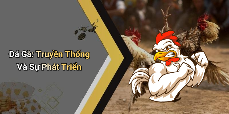 Đá Gà: Truyền Thống Và Sự Phát Triển