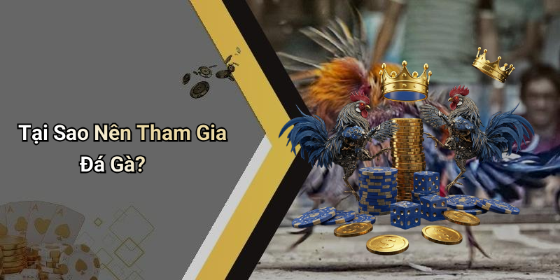 Tại Sao Nên Tham Gia Đá Gà?