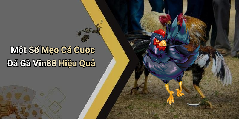 Một Số Mẹo Cá Cược Đá Gà Vin88 Hiệu Quả