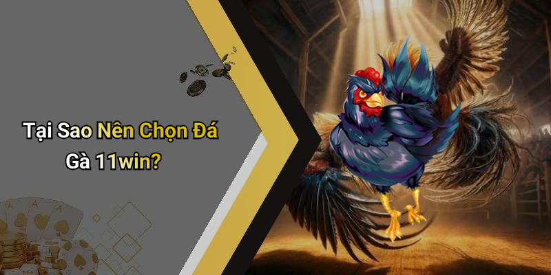 Tại Sao Nên Chọn Đá Gà 11win?