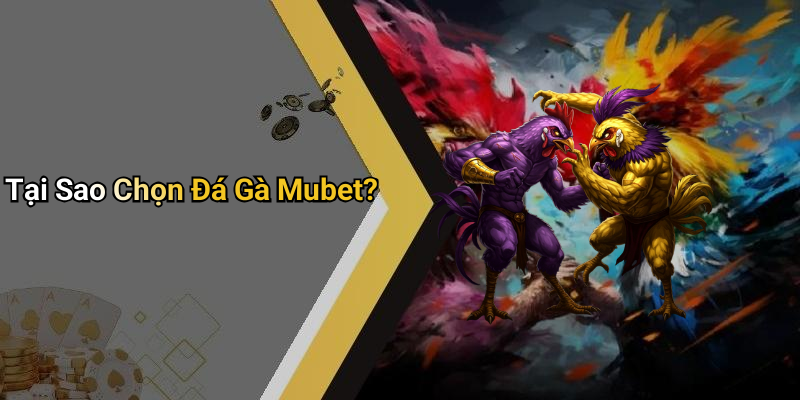 Tại Sao Chọn Đá Gà Mubet?
