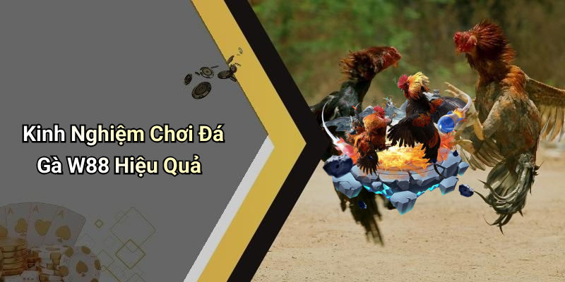 Kinh Nghiệm Chơi Đá Gà W88 Hiệu Quả