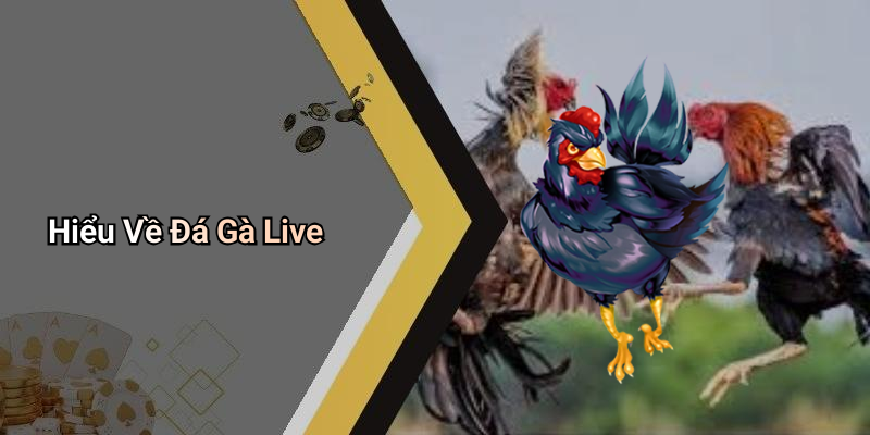 Hiểu Về Đá Gà Live